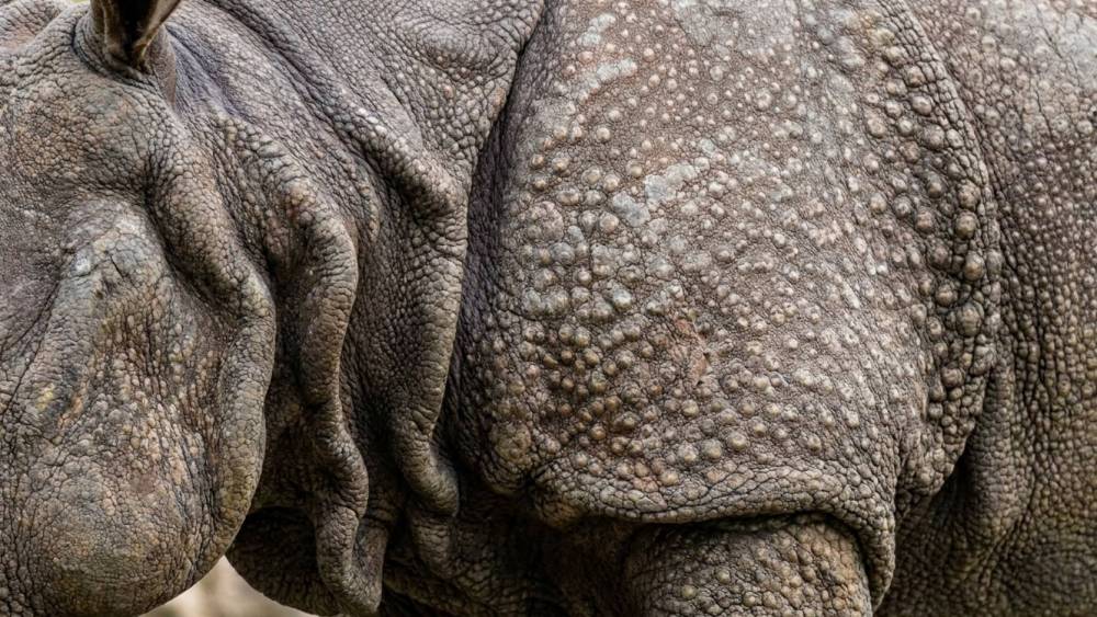 macro shot of an Indian rhino armor
