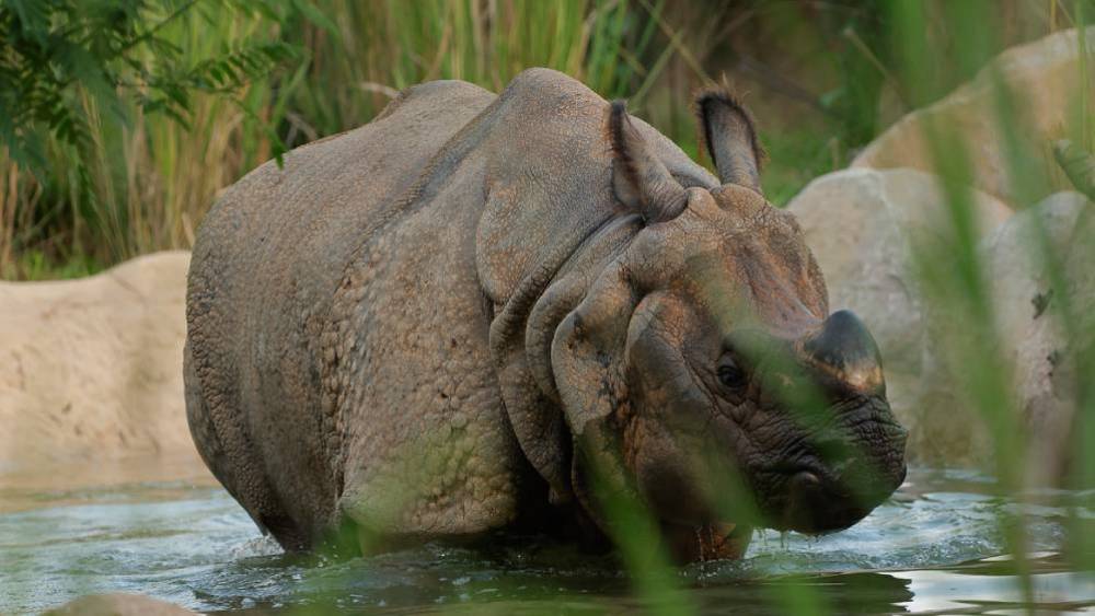 Safeguarding Species