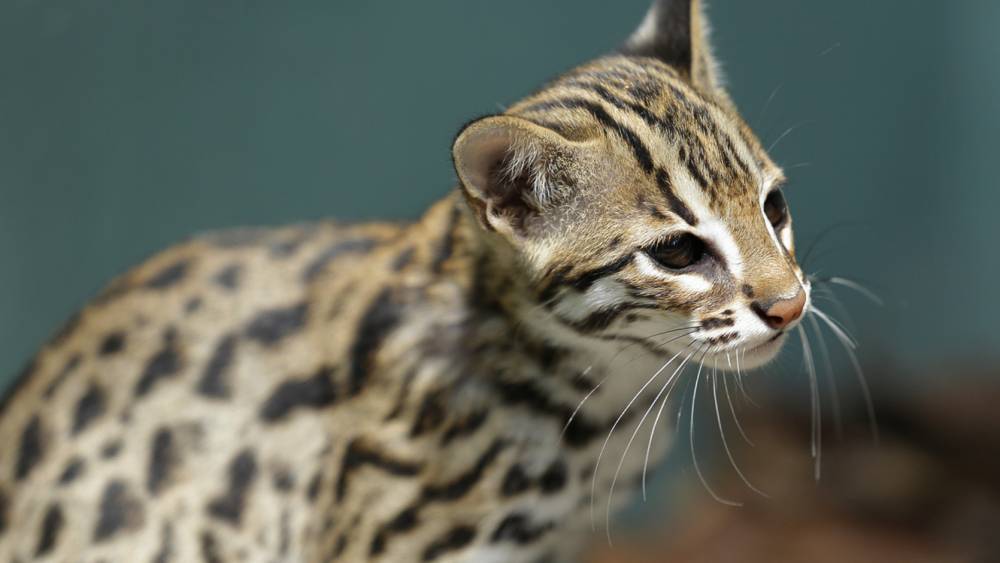 leopard cat sitting still