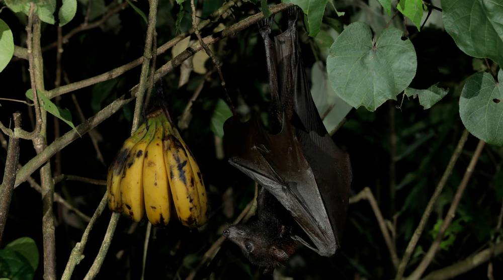 Malayan flying fox