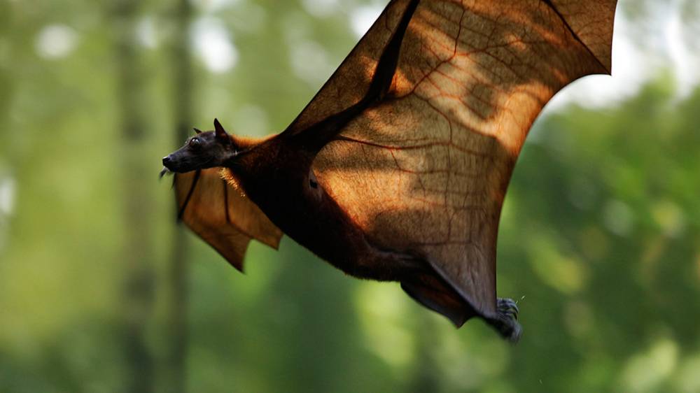 Going to bat for bats