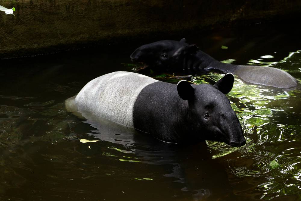 Malayan tapir