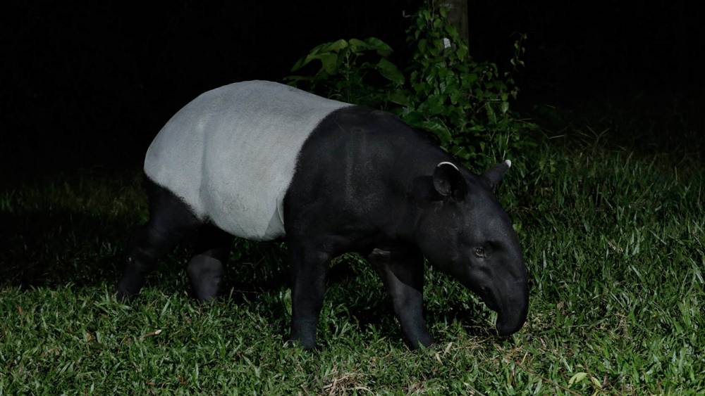 Malayan tapir