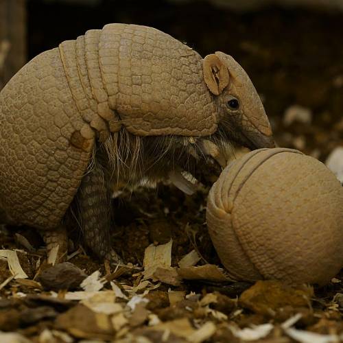 Armadillo