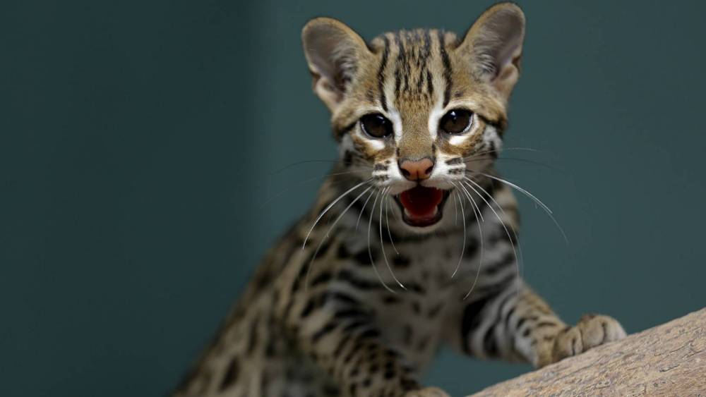 Leopard cat on a branch