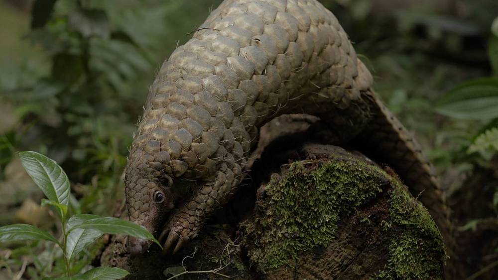 Pangolin on the tree trunk sniffing