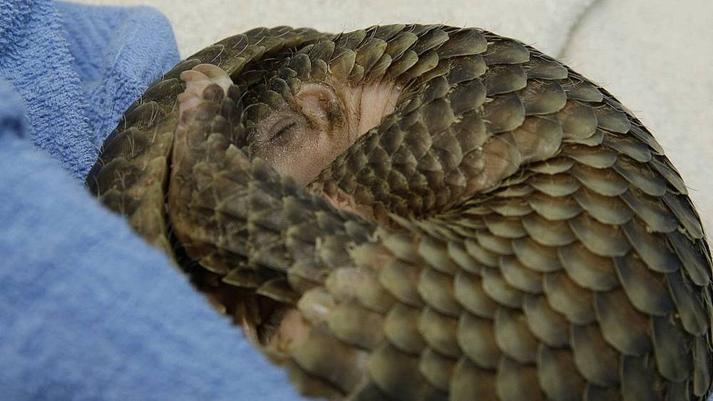 a curled up pangolin