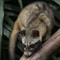 Common Palm Civet