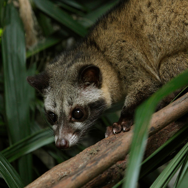 Common palm civet