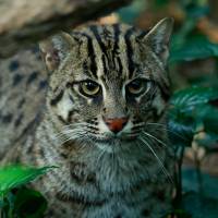 Fishing Cat
