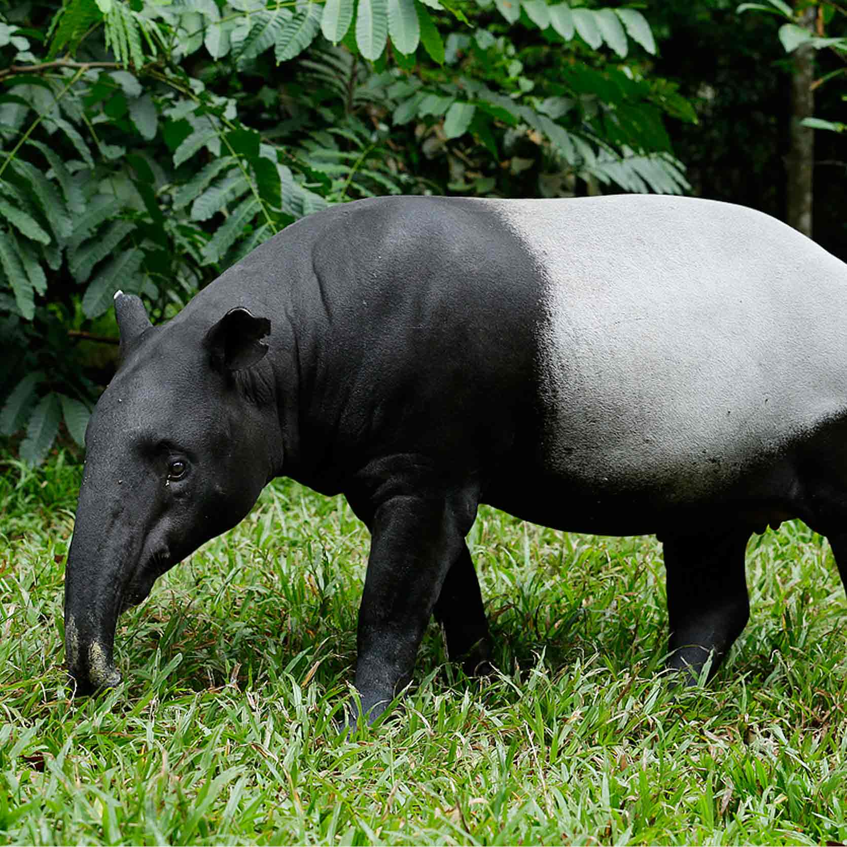 Название крупного млекопитающего. Андский тапир. Чепрачный тапир. Непарнокопытные тапиры. Суматранский тапир.