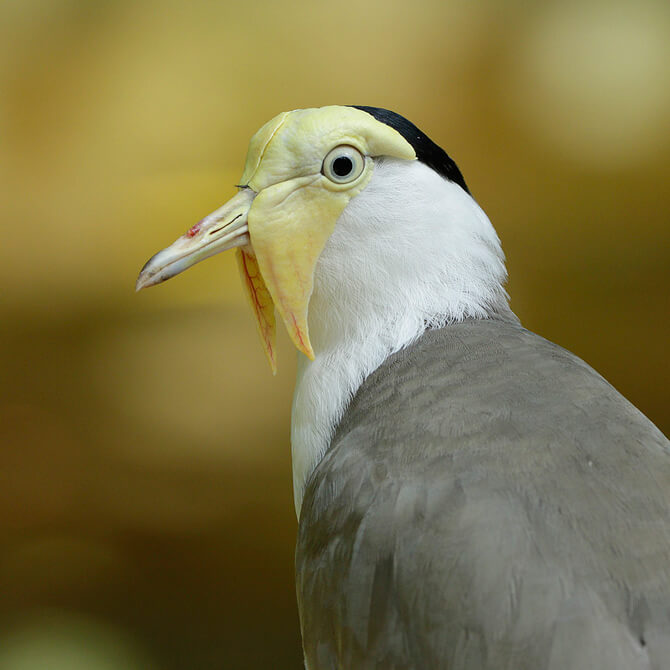 Yellow wattled lapwing