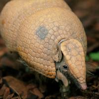 Southern three-banded armadillo 