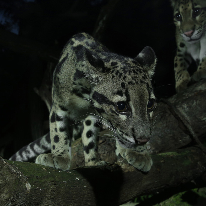 Clouded leopard