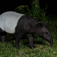 Malayan Tapir