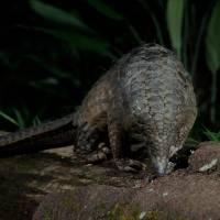 Pangolin