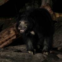 Sloth Bear