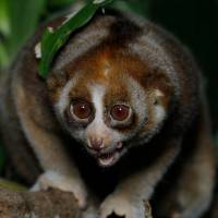 Slow Loris