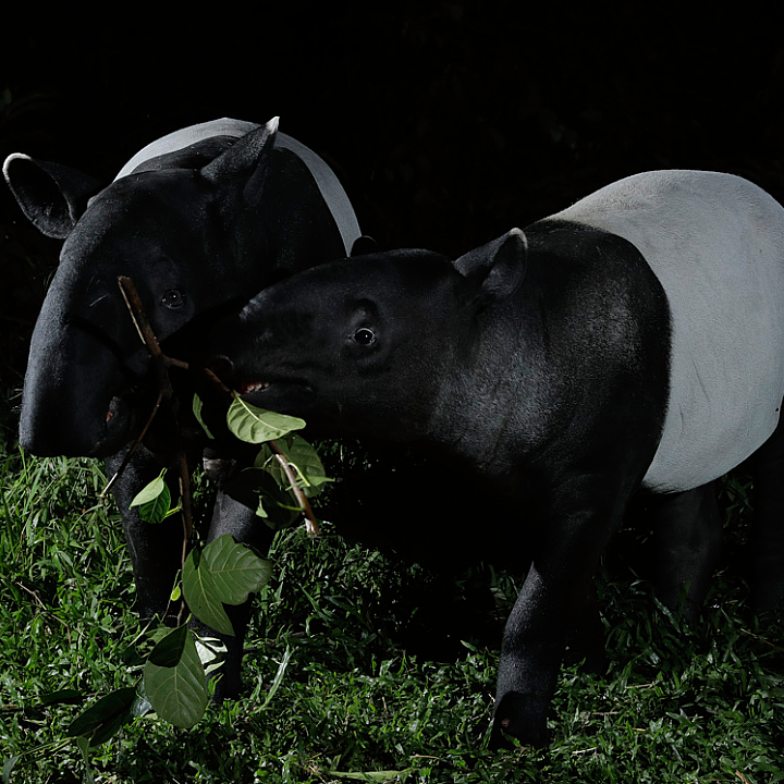 Malayan tapir