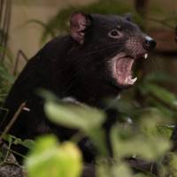 Tasmanian Devil Trail