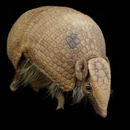 Southern three-banded armadillo