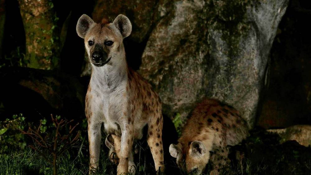 Spotted Hyena