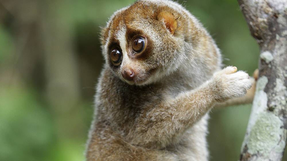 slow loris looking back
