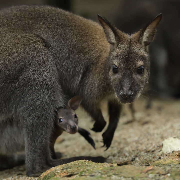 Wallaby
