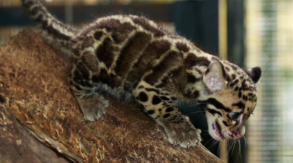 Breeding the clouded leopard