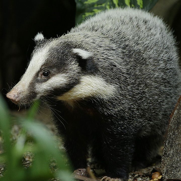 Hog badger