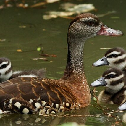 Lesser whistling duck