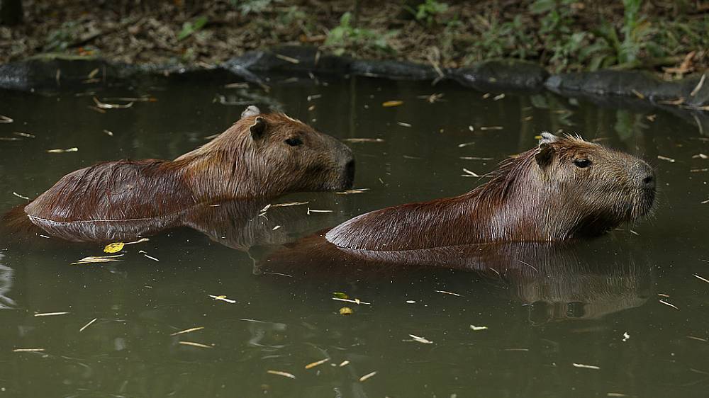 capybaras in the water