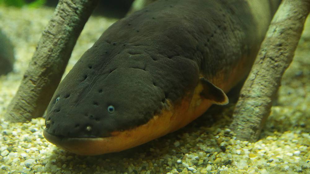 Electric eel