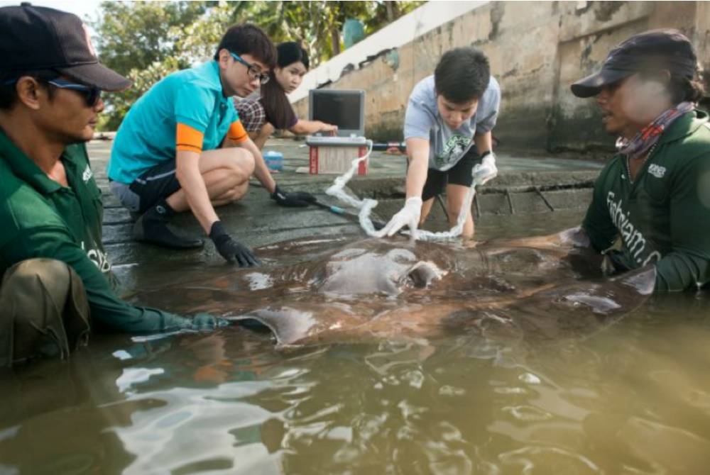 Tagging and tracking wild stingrays