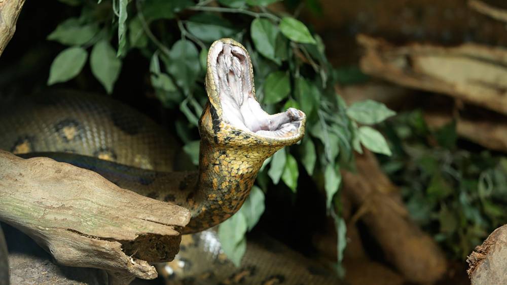 An anaconda’s dinner