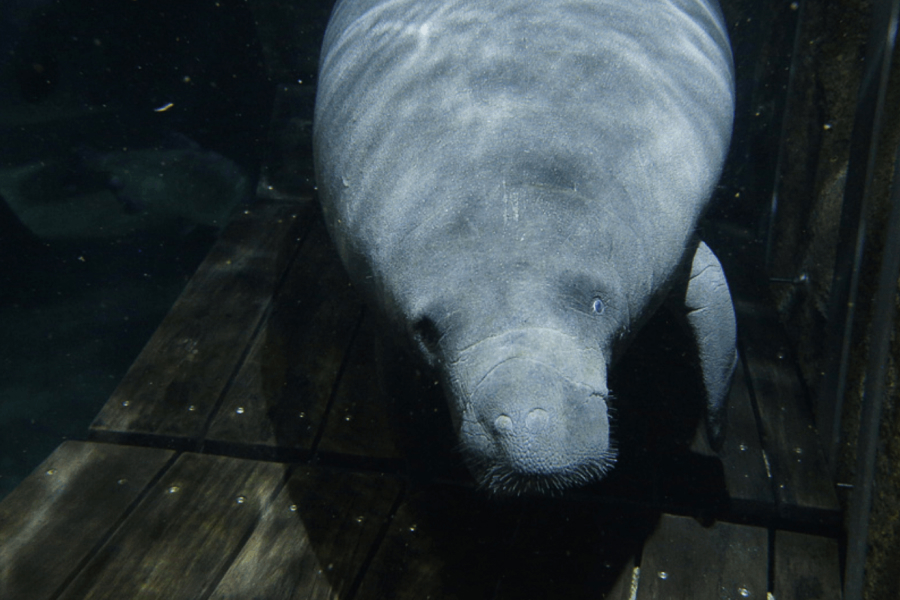 Image of Canola the manatee