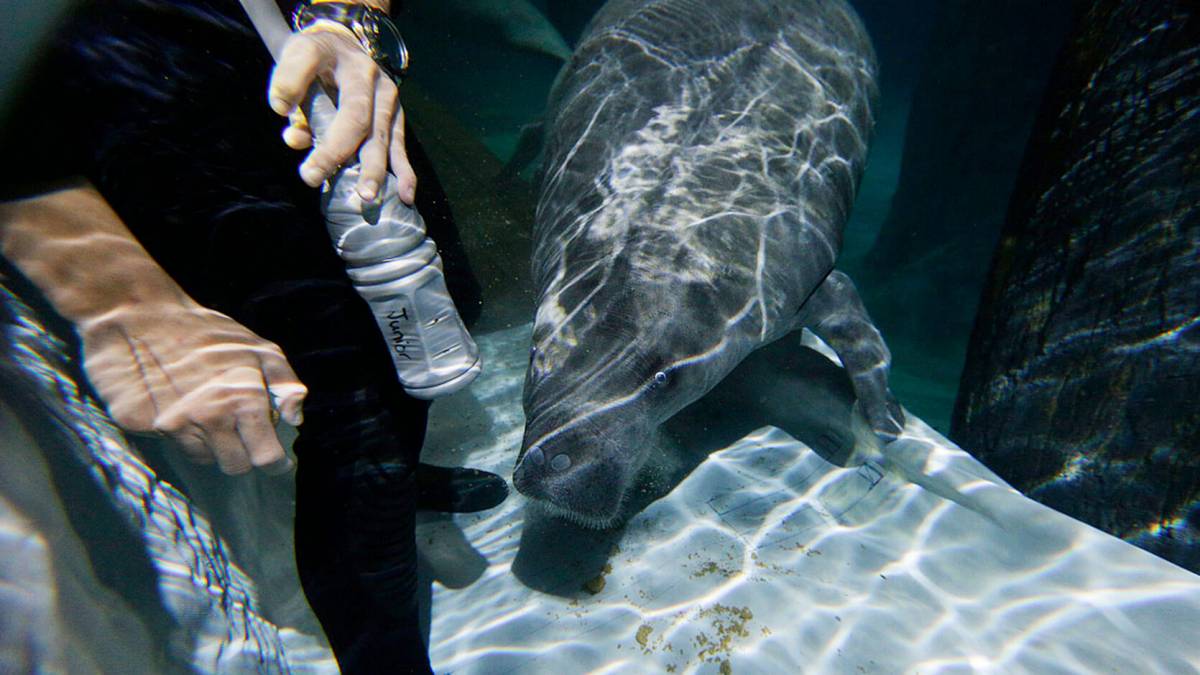 你是如何训练海牛的？ 