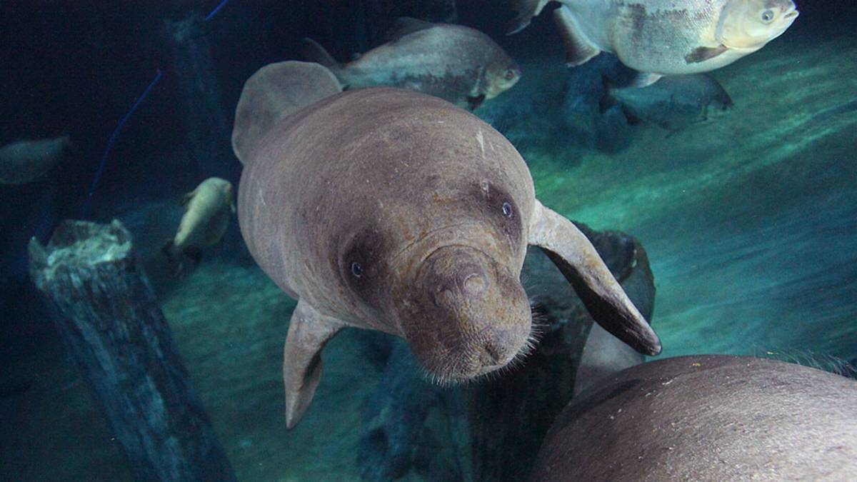 Please share with us any interesting incidents with the manatees.