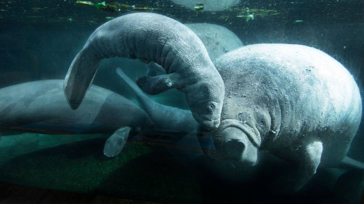 Do you know all the manatees by sight?