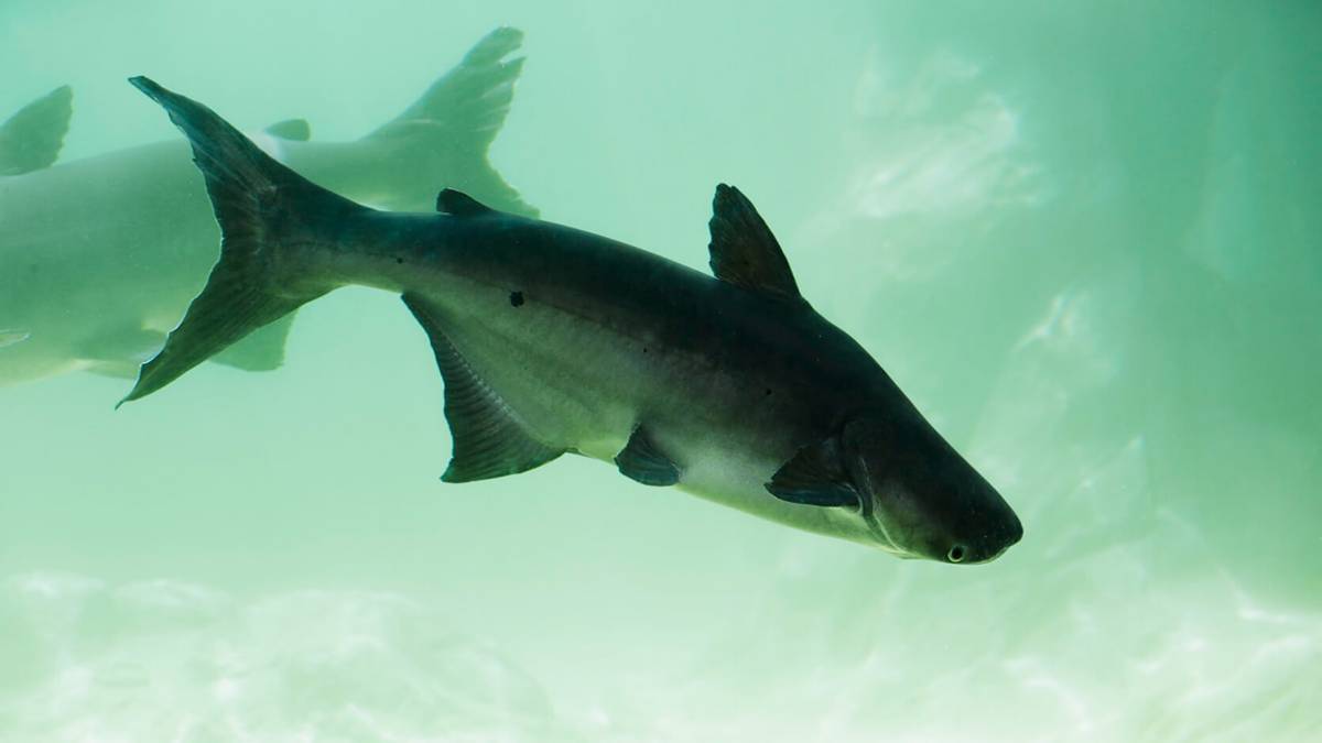 What’s the difference between working with land animals and fish?