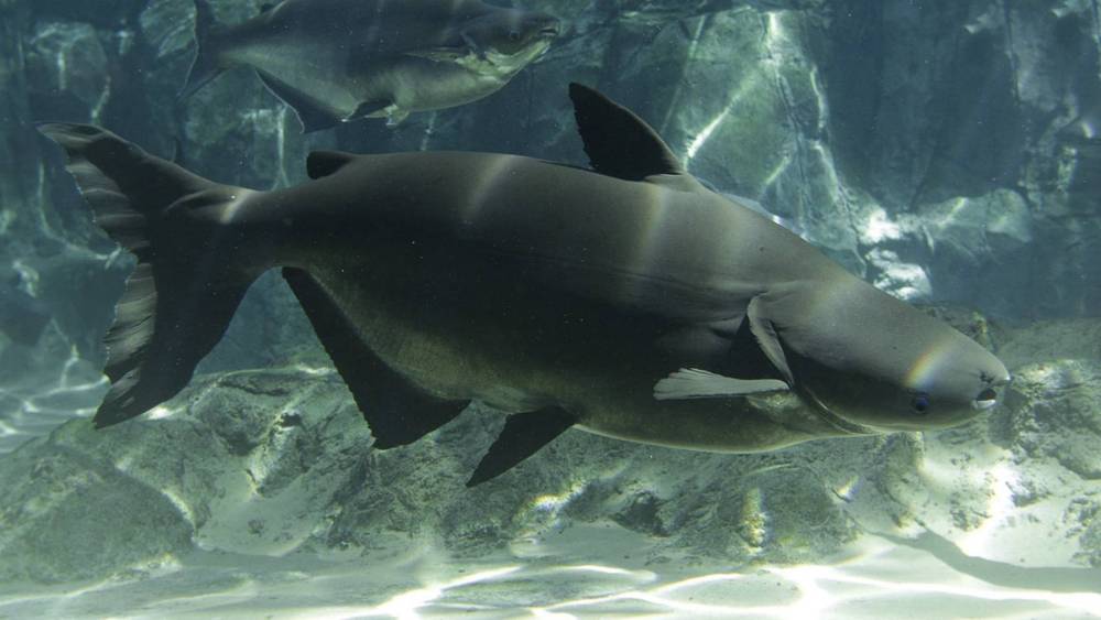 Catfish without whiskers