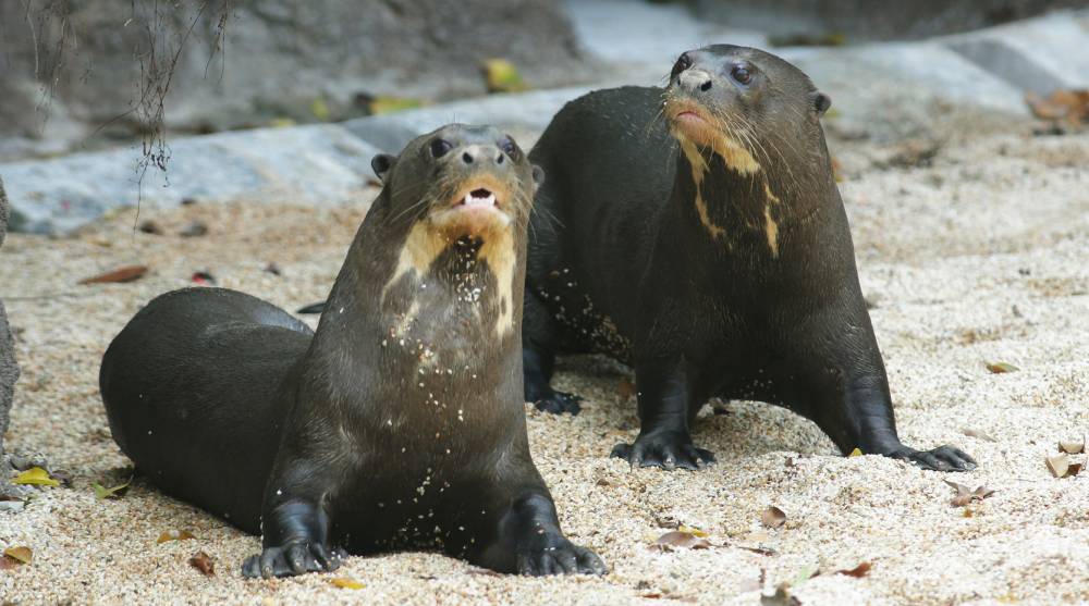 Authorised members only