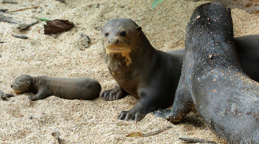  Breeding to protect their future