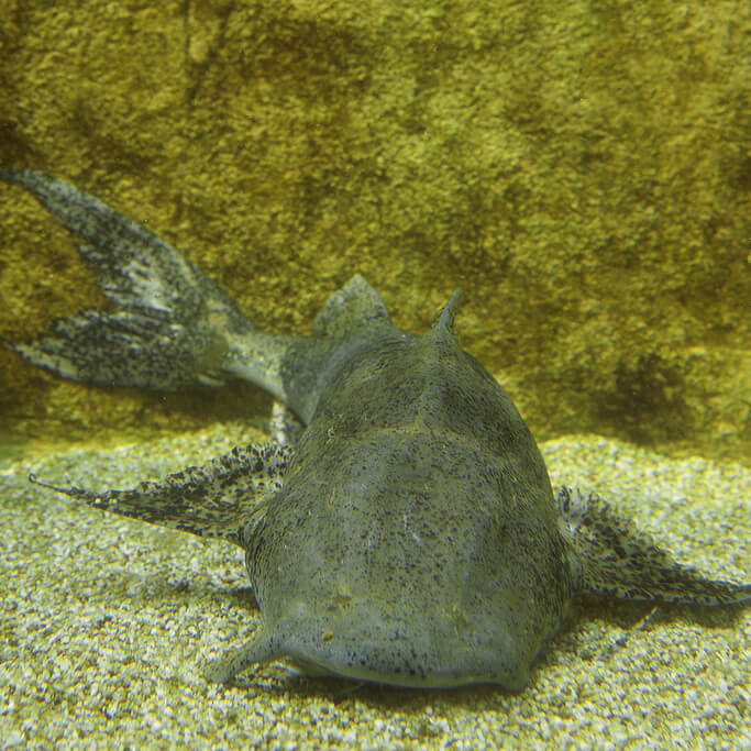 Goonch catfish