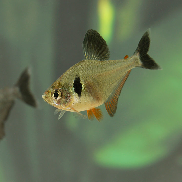 Black phantom tetra