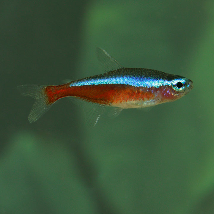 Cardinal tetra