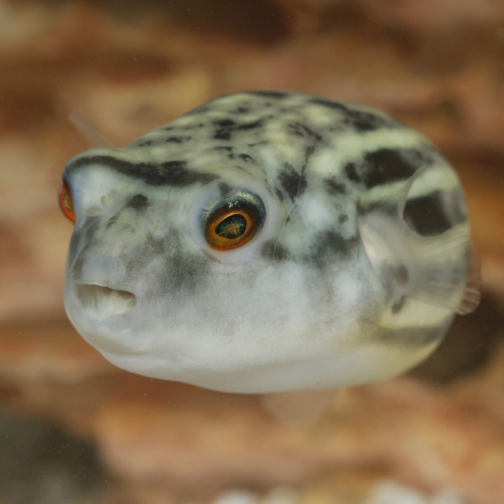 Fahaka pufferfish