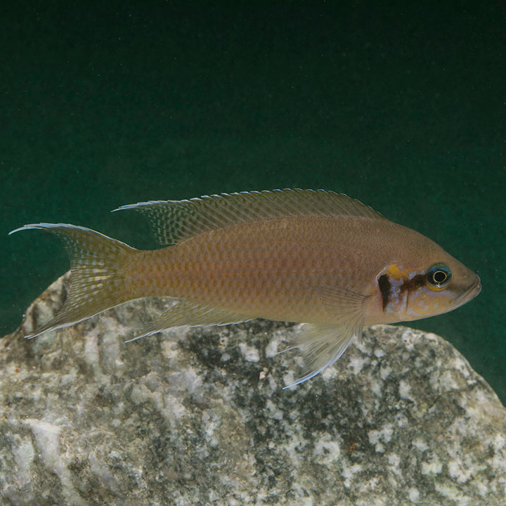 Fairy cichlid