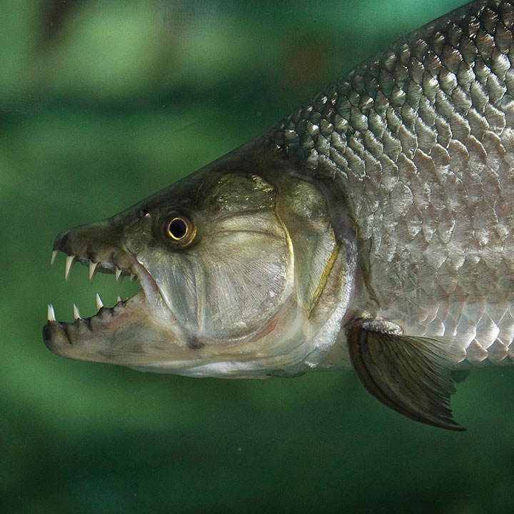 Goliath tigerfish
