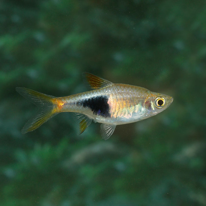 Harlequin rasbora